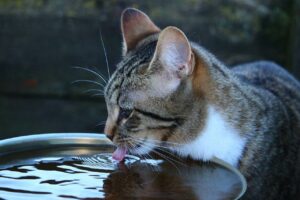 prevent heat strokes in cats by providing chilled water kept at multiple places