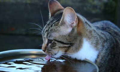 How to Prevent Heat Strokes in Cats: 16 Essentials Tips to Keep Your Cat Cool and Healthy
