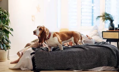 Top 3 Dog Boardings in Delhi for a Homely Environment for Your Pooch