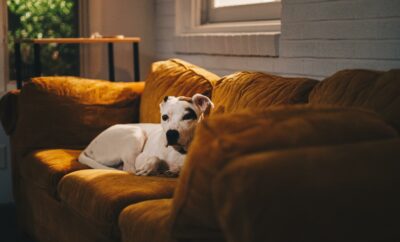 Tips to Help You Create a Pet-Friendly Home