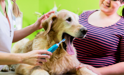 The Importance of Dental Care for Pets: Maintaining Healthy Teeth and Gums