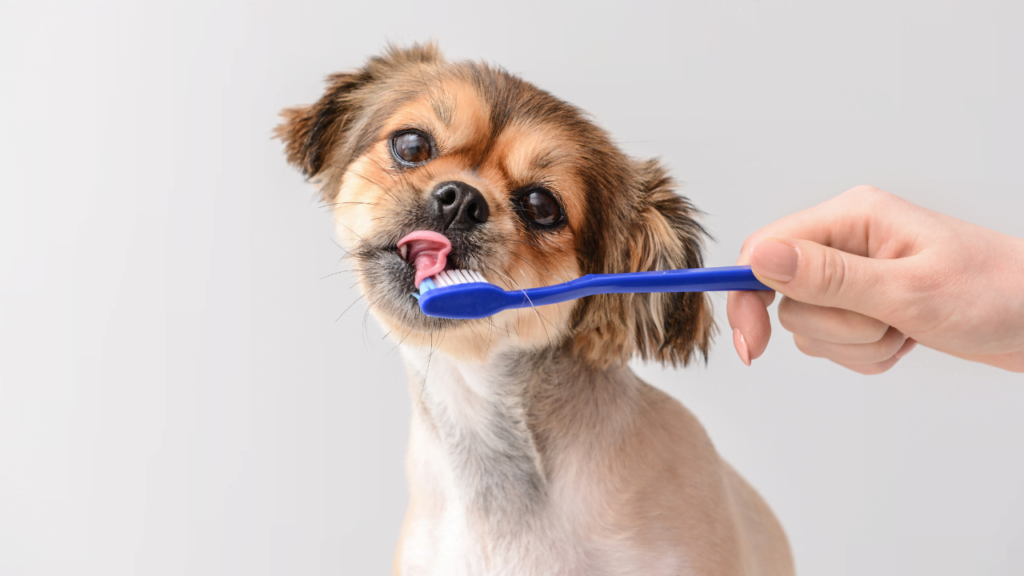 Importance of Dental Care in pets
