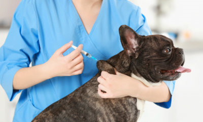 Understanding Pet Vaccinations: Importance, Schedule, and Common Questions