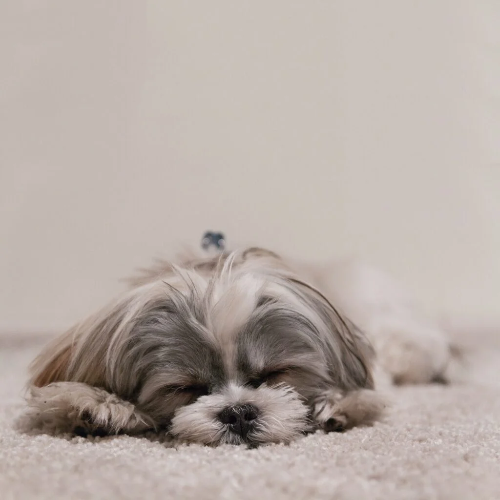 shihtzu are tiny dog breeds for homes that are easily adaptable to any size and require regular grooming