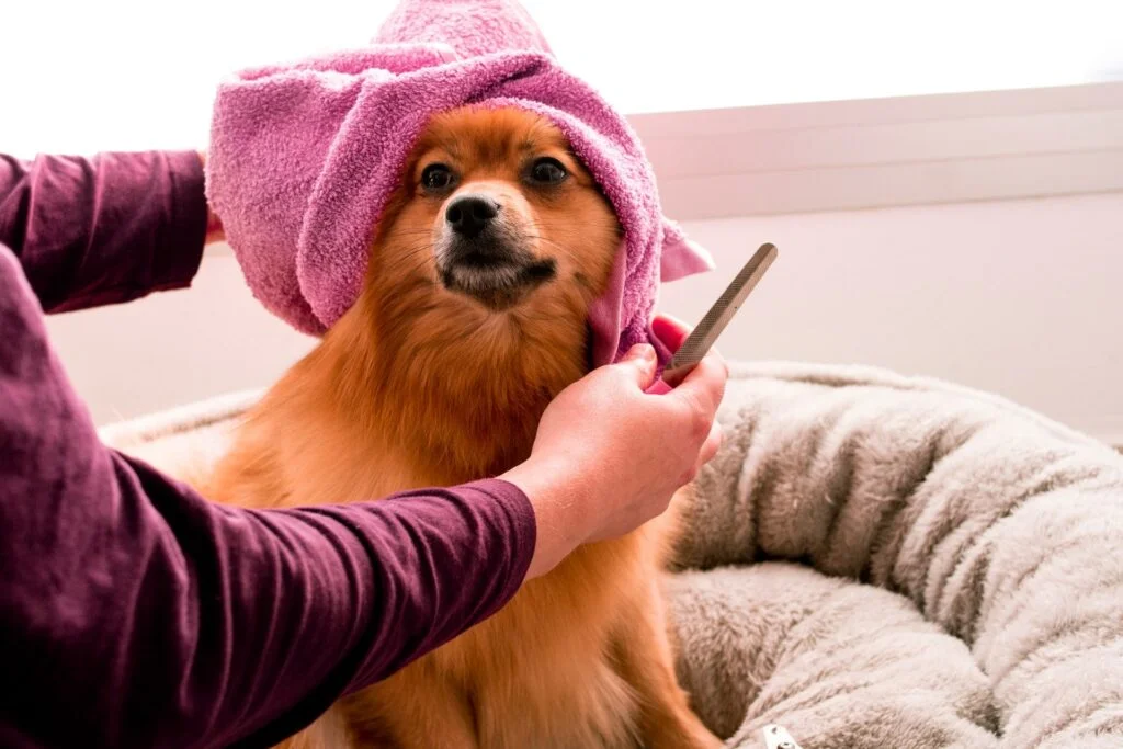 when choosing which dog is best for home, grooming frequency is one of the important factors to consider