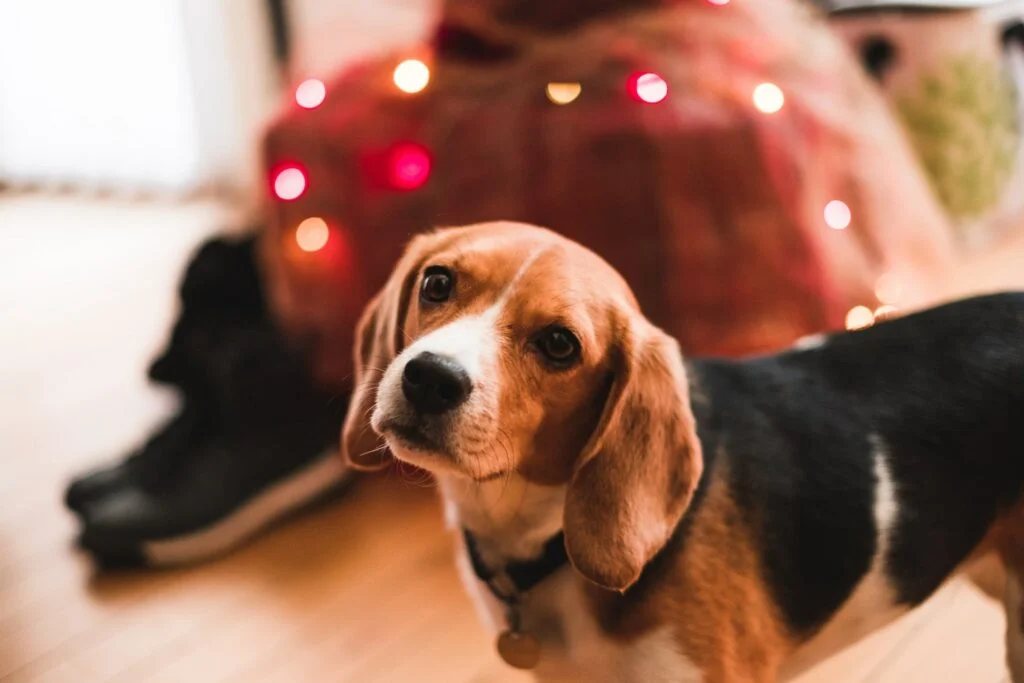 beagle is a great addition to dog at home in India