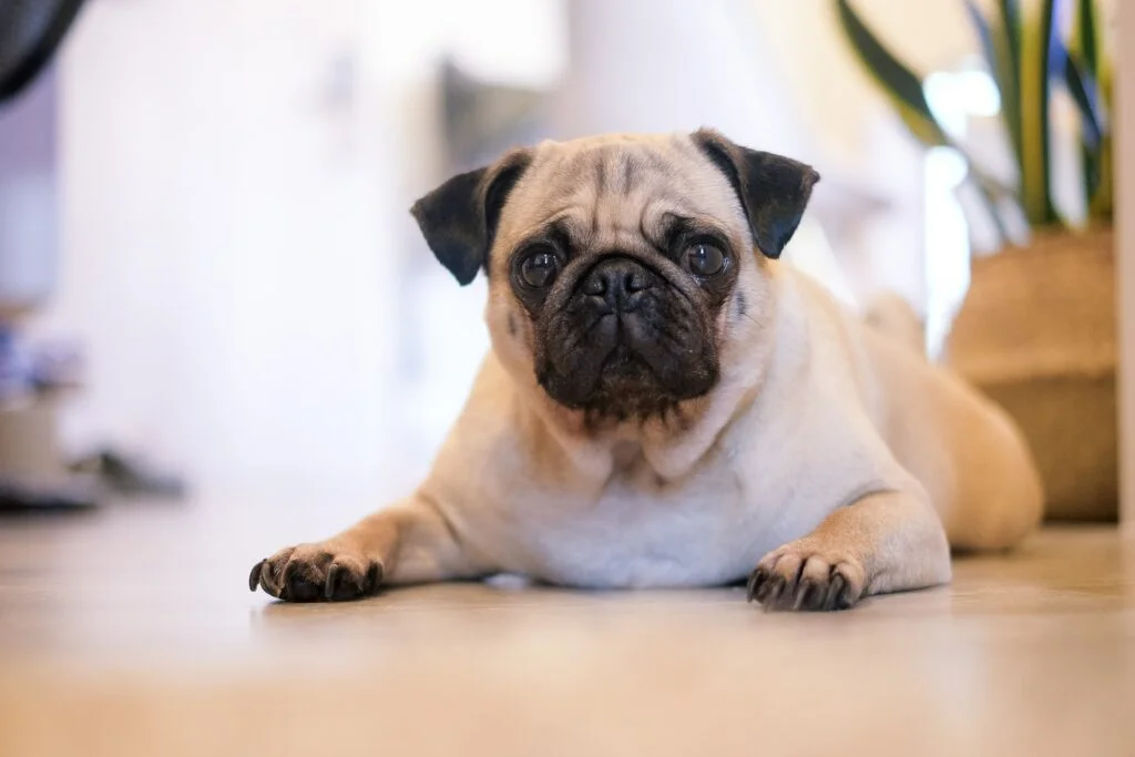 pug is a small sized dog breed and is one of the safest option when deciding which dog is best for home