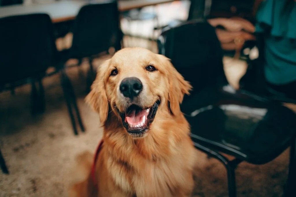 golden retrievers are well suited to most indian homes. Though they are a large breed and require exercise and grooming regularly, they are one of the most common dog breeds for home in india