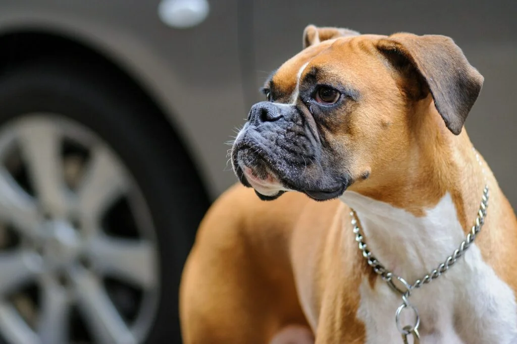 Boxers are a suitable choice if you have a large home, where they can play