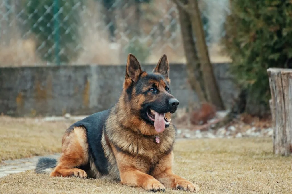 German Shephers are a large and loyal breed that are well suited for large areas and best dog for home with a backyard