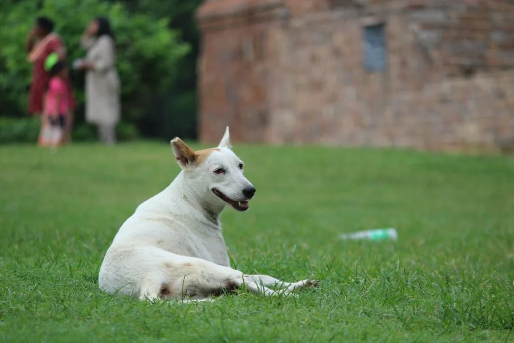 Adopting Indies is one of the best options to have a dog at home in India since they are well-suited for the climate and people