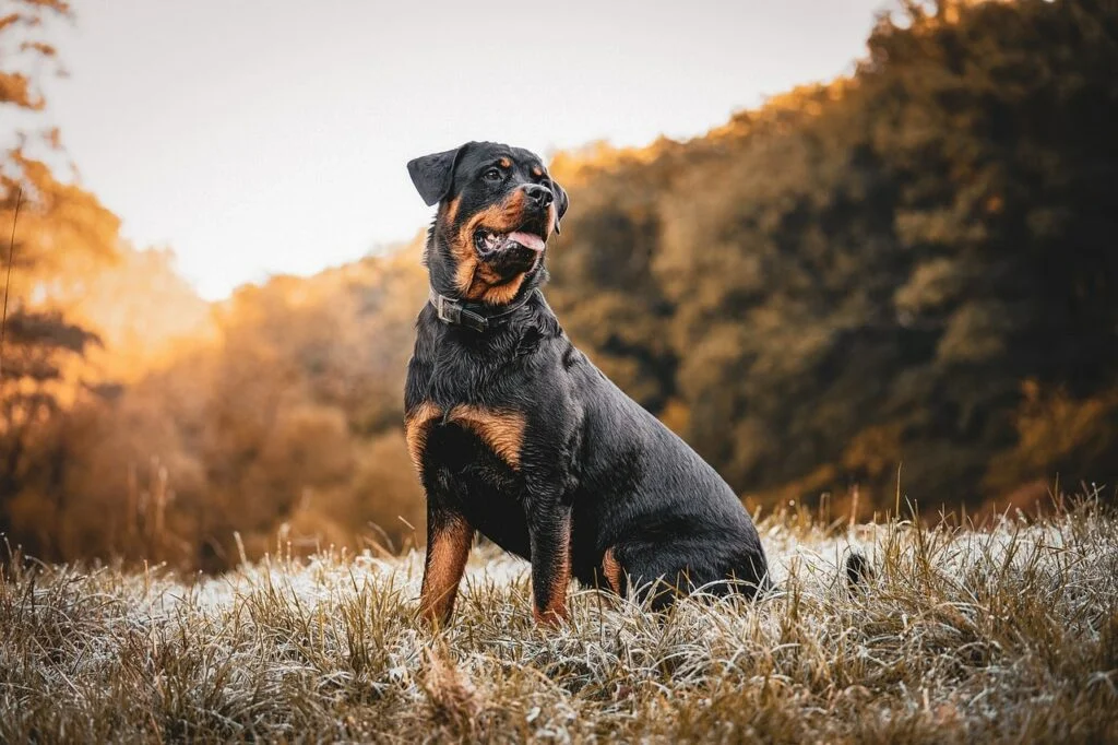 Rottweiler are fiercely loyal, suitable with children, but require a large space for exercise, making them a good choice of dog breed for homes in India with a large space