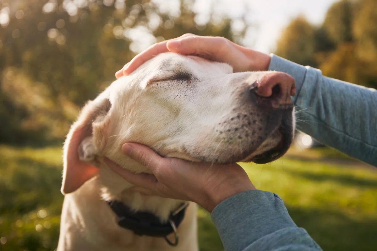 Senior dog outlet boarding near me