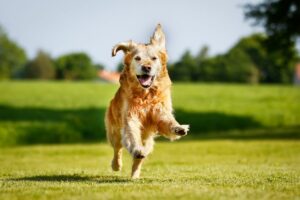 how to make your dog active