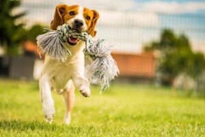 mental stimulation exercises for dogs