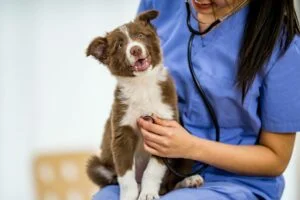 What is deworming for dogs