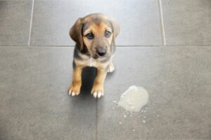 what to do when my dog vomits