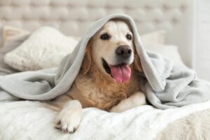 winter care tips for your pets