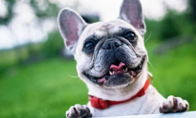 Doorbell Dilemmas: Why Do Dogs Bark When the Doorbell Rings?
