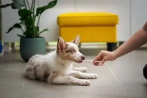 What is deworming for dogs?