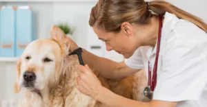 Skin infection in dogs