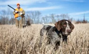 dog hunting training