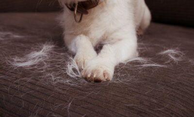 How to Deal with Dog Shedding