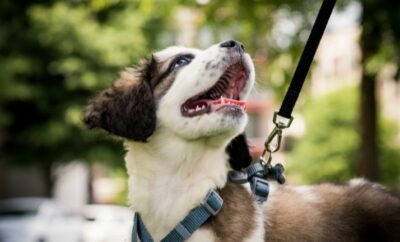 A Guide to Finding the Perfect Dog Walker for Your Furry Friend